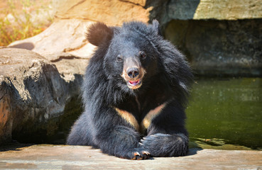 Obraz na płótnie Canvas Asian Black bear with chest The V shape is white wool