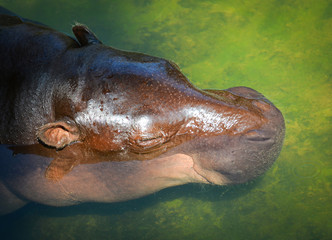 Hippopotamus floating on the water in hippo farm in the wildlife sanctuary
