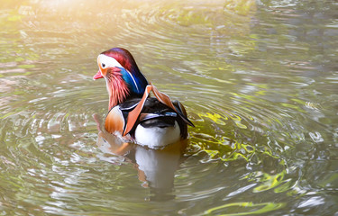 Beautiful mandarin duck swimming in the pond in the duck farm