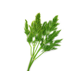 Branch of fresh green dill isolated on white background for design.
