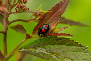 Ladybird