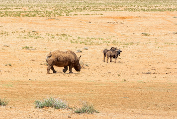 Fototapeta na wymiar White Rhino