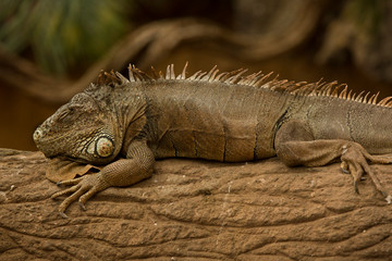 Green iguana, American iguana (Iguana iguana).