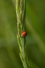 Ladybird