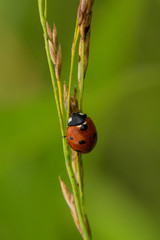 Ladybird