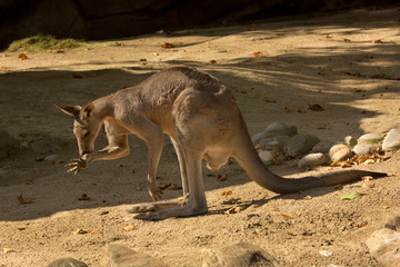 Red Kangaroo (Macropus rufus). © Elena