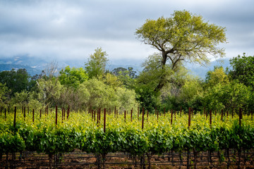 Fototapeta na wymiar vineyard in Sonoma