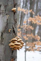 Mushroom on tree in Winter
