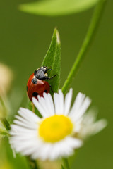 Ladybird