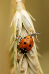 Ladybird