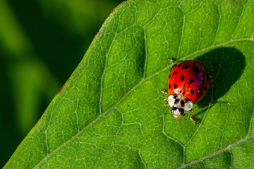 Fototapeta premium Ladybird