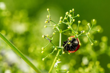 Ladybird