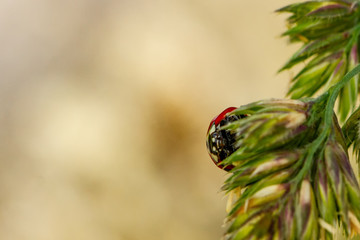 Ladybird