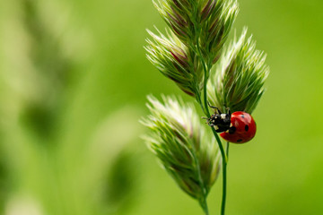 Ladybird