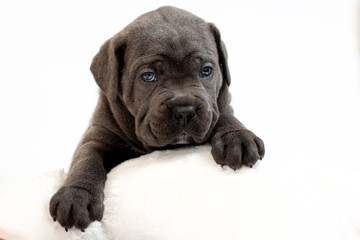 Puppy dog breed Cane Corso, gray wool, lying on a white pillow