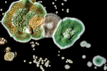 development of fungal mold in food, green mold on black white background, microbiology macro abstract background