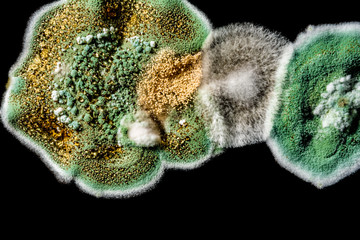 Fototapeta premium development of fungal mold in food, green mold on black white background, microbiology macro abstract background
