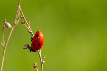 Ladybird