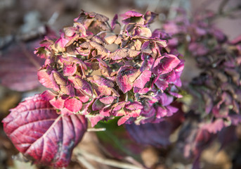 Hydrangea,it's fading beauty before the harshness of the winter arrives.