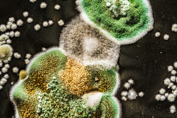 development of fungal mold in food, green mold on black white background, microbiology macro...