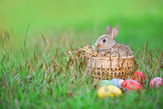 Easter bunny and Easter eggs on green grass outdoor / Little brown rabbit sitting basket