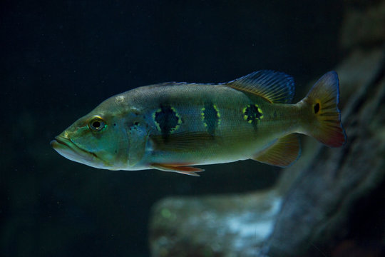 Orinoco Bilder Durchsuchen 1,667 Archivfotos, und