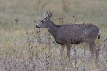 Wild Deer on the High Plains of Colorado