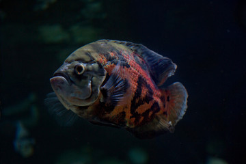  Oscar, tiger oscar, velvet cichlid, marble cichlid (Astronotus ocellatus).