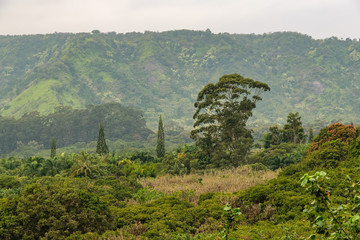 Rich tropical vegetation with trees, smaller plants, and a mountainside in the background. The...