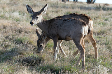 Wild Deer on the High Plains of Colorado