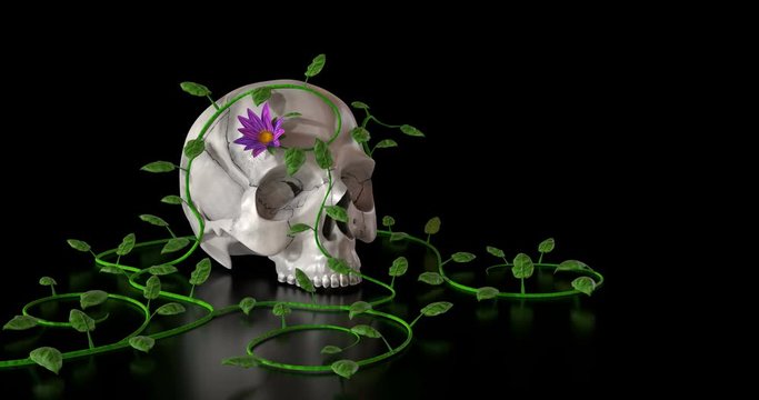 White skull overgrowned by a magenta flower 3D animation with alpha mask
