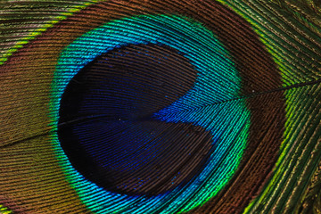 Macro photography of peacock feather