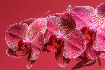 Pink and red orchid on a red background