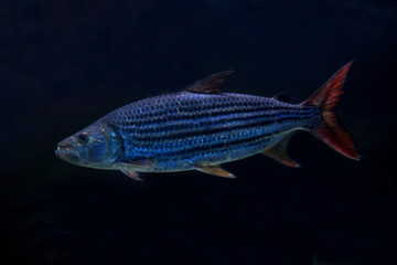 African tigerfish, tiervis, ngwesh (Hydrocynus vittatus).