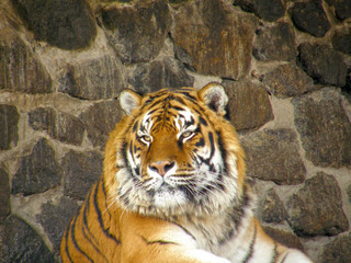 tiger in zoo