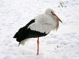 white stork on the snow