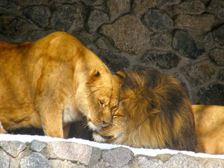 Obraz premium lion in the zoo