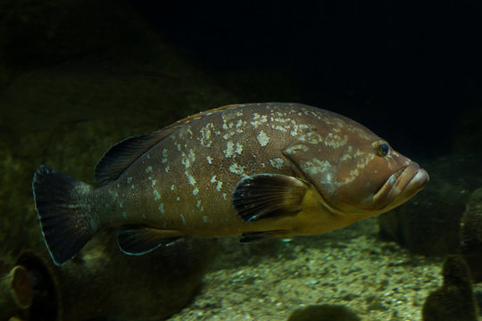Dusky grouper, yellowbelly rock cod, yellowbelly grouper (Epinephelus marginatus).