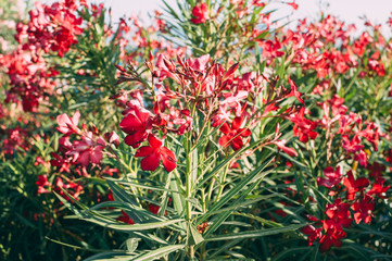 A group of red flowers in nature. Summer. The national flower of the Netherlands, Turkey and Hungary.