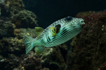 White-spotted puffer (Arothron hispidus).