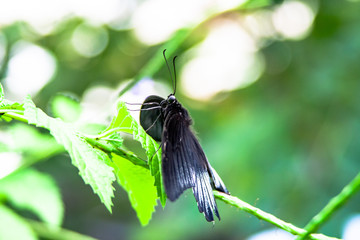Close up from black Butterfly over a leaf