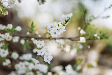 Blossom tree over nature background/ Spring flowers/Spring Background