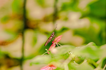 Close up from brown Butterfly over a bloom