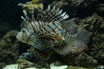 Common lionfish, devil firefish (Pterois miles).