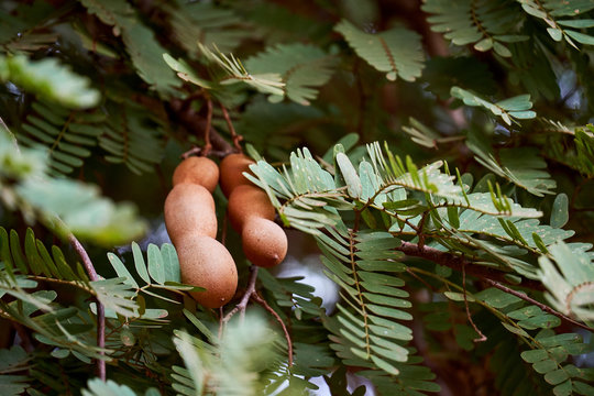 Sweet tamarind and leaf on the tree. Raw tamarind fruit hanging on the tree in the garden with natural background.
