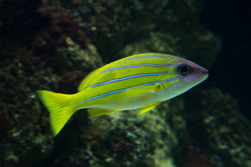  (Common) bluestripe snapper, bluestripe sea perch, blue-line snapper (Lutjanus kasmira).