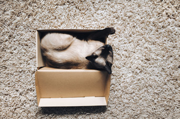 The kitten sits in a cardboard box. Playful cat. Siamese breed. Concept of loneliness, homeless,...