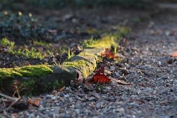 Mossy stones on the ground park