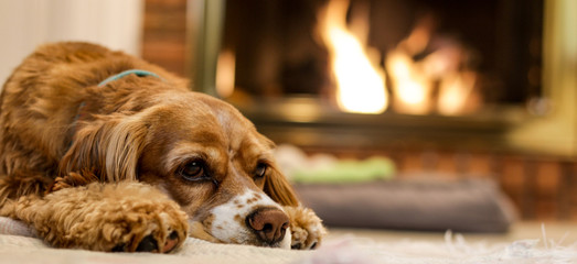Cute Puppy resting by the fire