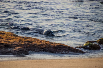 Raft of sea lions swimming towards land on La Jolla Beach in San Diego